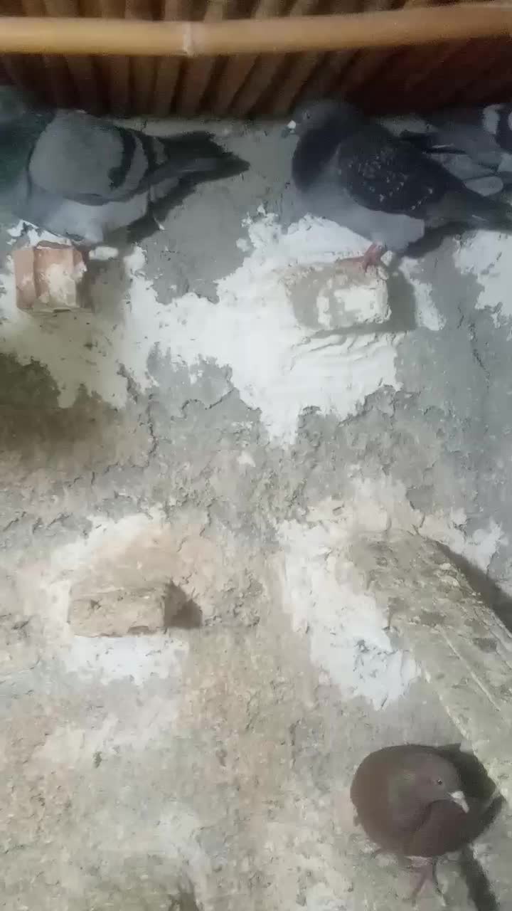 پرنده|پرنده|گرگان, |دیوار