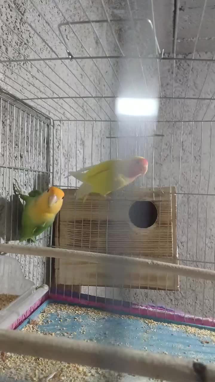 طوطی برزیلی صورت هلویی|پرنده|داراب, |دیوار