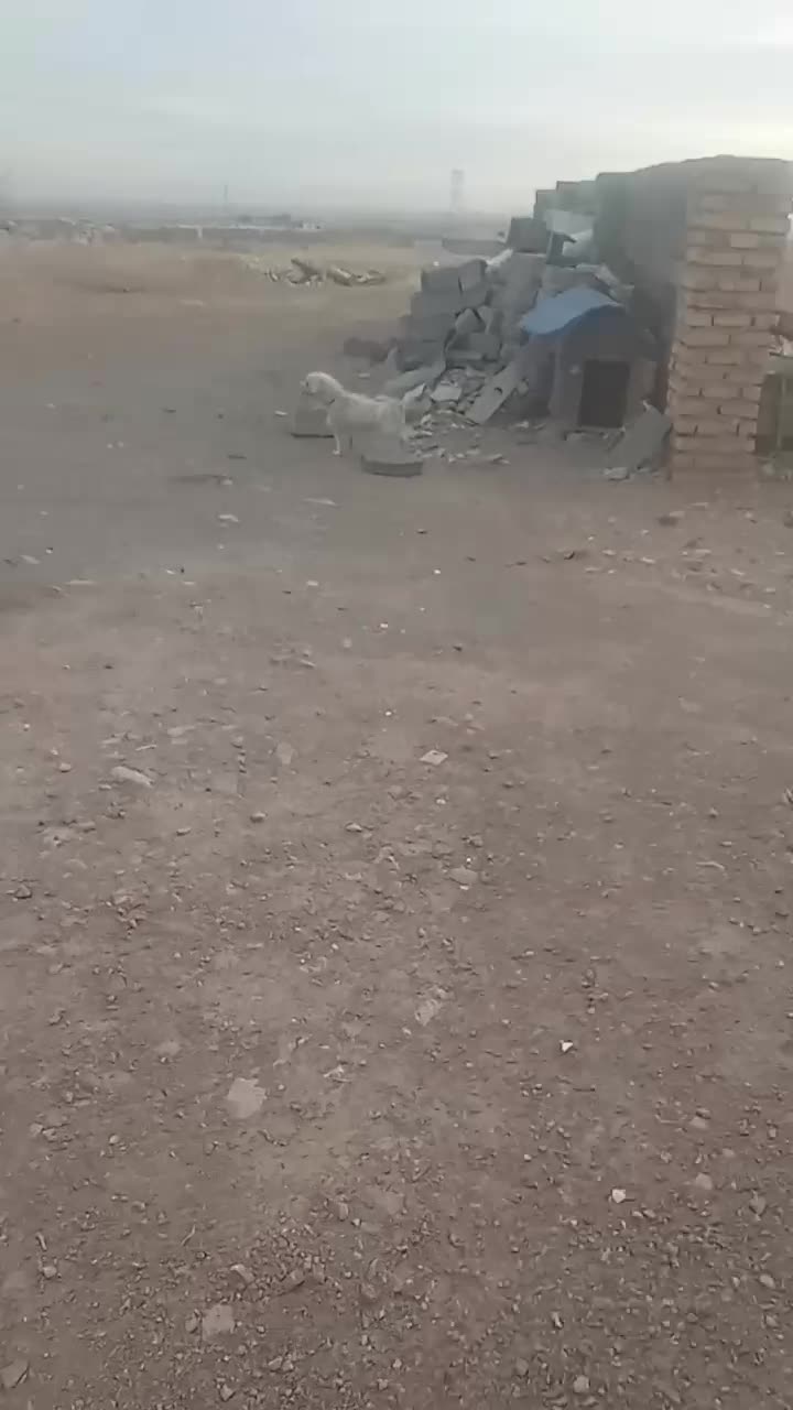 سگ باهوش|سگ|قزوین, |دیوار