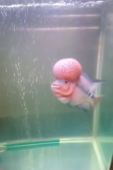 ماهی فلاور|ماهی|تهران, جوادیه|دیوار