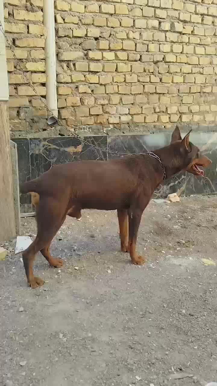 دوبر من|سگ|مهریز, |دیوار