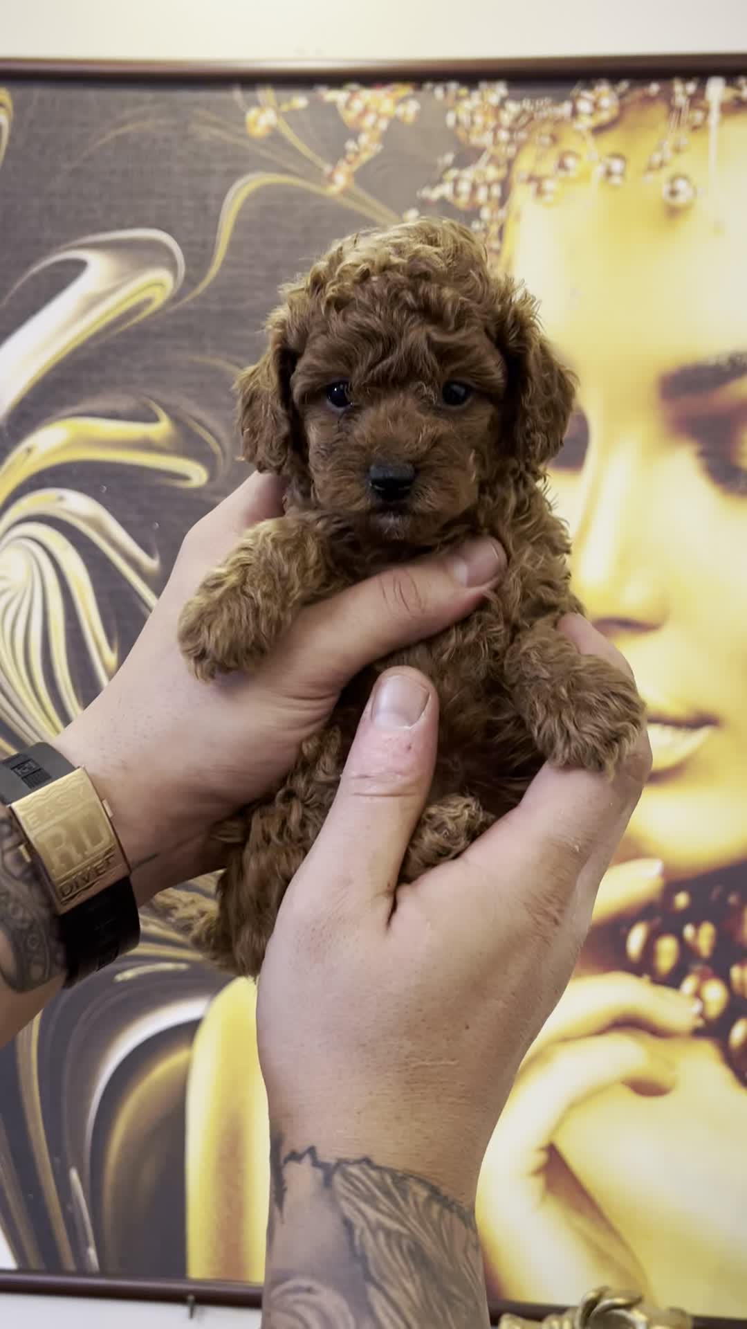 سگ پودل توی و تاینی|سگ|تهران, سعادتآباد|دیوار