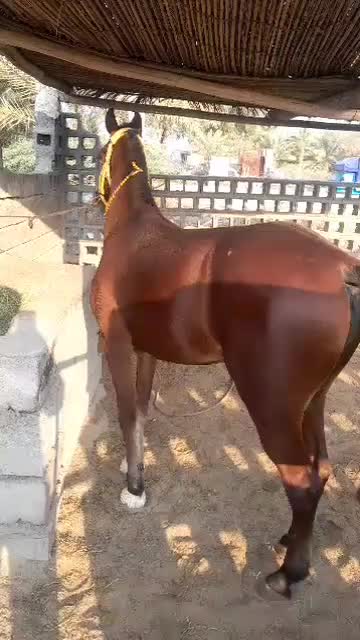 اسب|اسب و تجهیزات اسب‌سواری|قشم, |دیوار