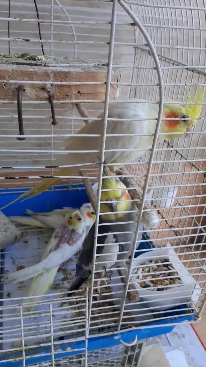 طوطی عروس هلندی پرنده عروس|پرنده|احمدسرگوراب, |دیوار