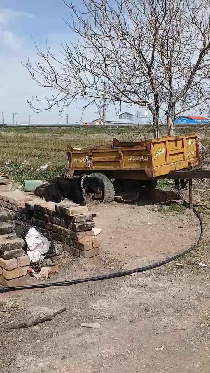 سگ نر|سگ|الیگودرز, |دیوار
