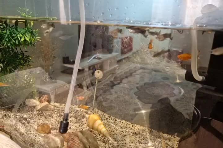 فروش  ماهی گوپی و دمشمشیری|ماهی|تهران, خلیج فارس|دیوار