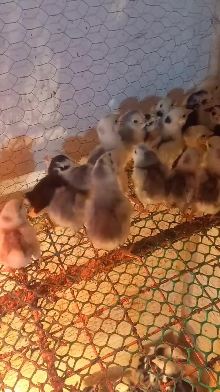 فروش جوجه گلین|حیوانات مزرعه|هشتگرد, سعید آباد|دیوار