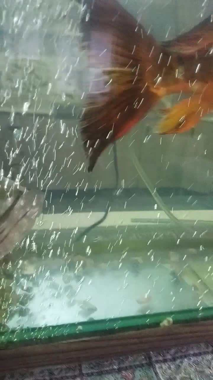 ماهی کوی|ماهی|اصفهان, شفق|دیوار