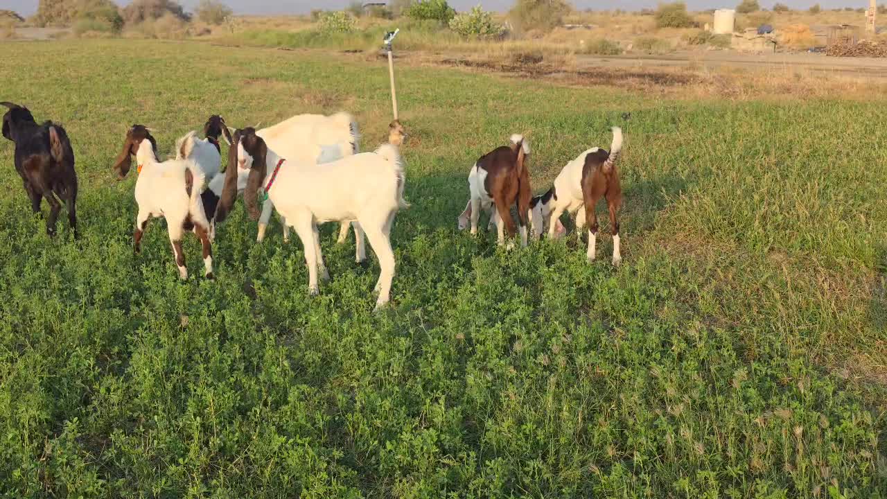 بز و کهره پاکستانی اصل اصل|حیوانات مزرعه|بندرعباس, |دیوار