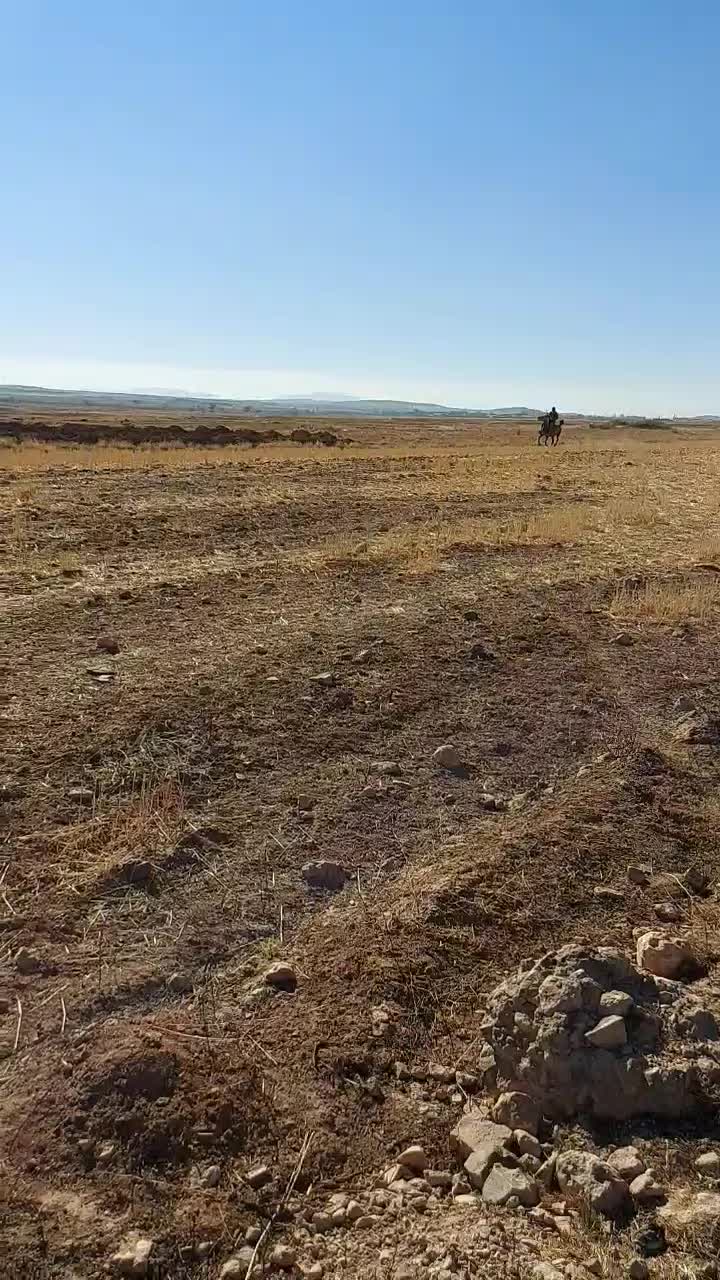 اسب|اسب و تجهیزات اسب‌سواری|کمیجان, |دیوار