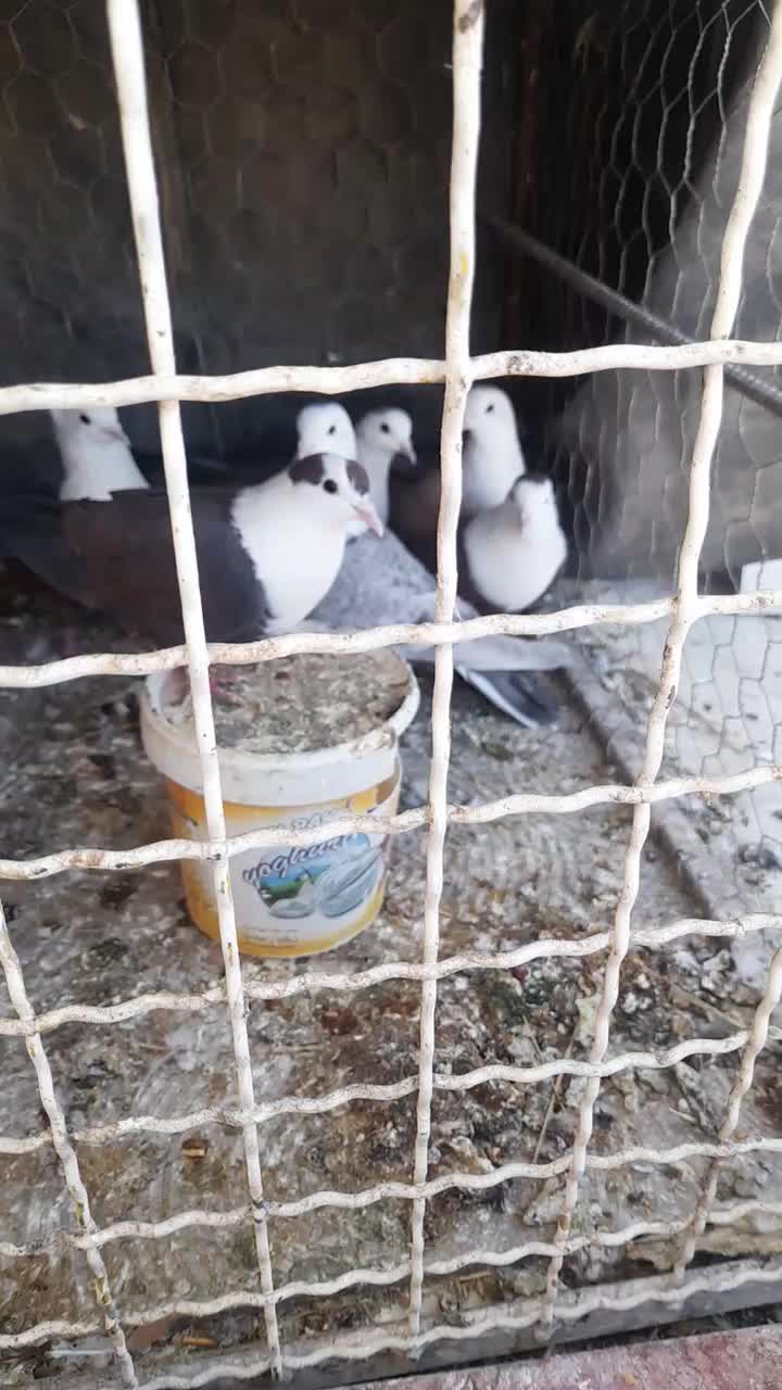 خروس و بو قلمون.سرسفید کربلای|حیوانات مزرعه|رفسنجان, |دیوار