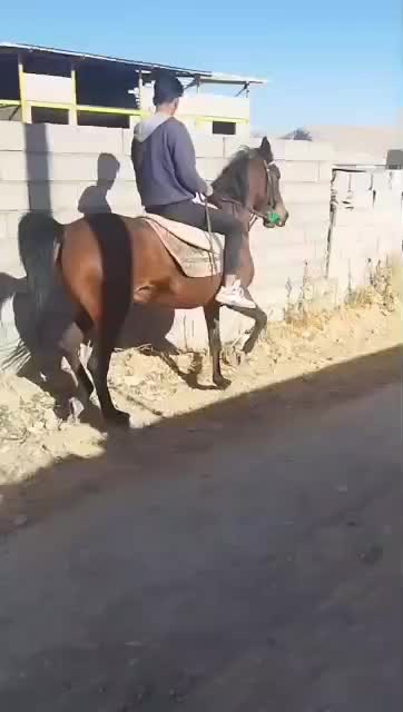 اسب|اسب و تجهیزات اسبسواری|بیضا, |دیوار