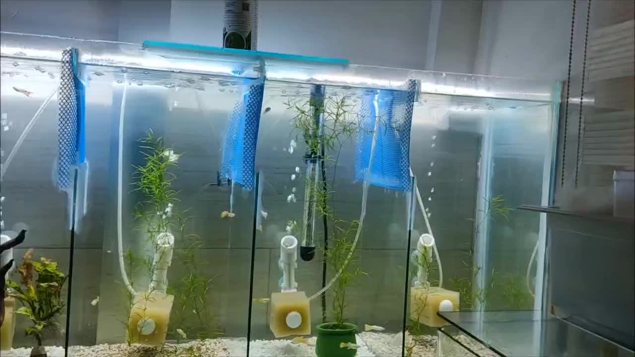 ماهی|ماهی|ساوه, |دیوار