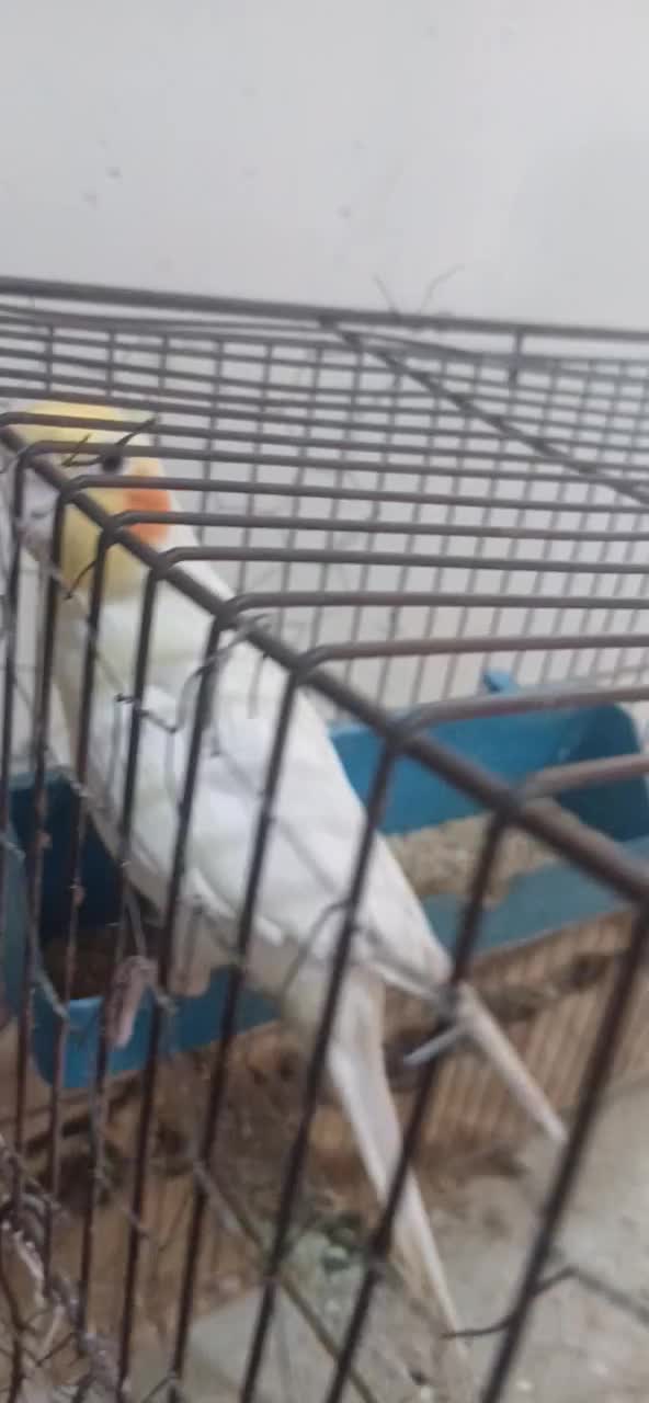 عروس هلندی|پرنده|علیآباد کتول, |دیوار