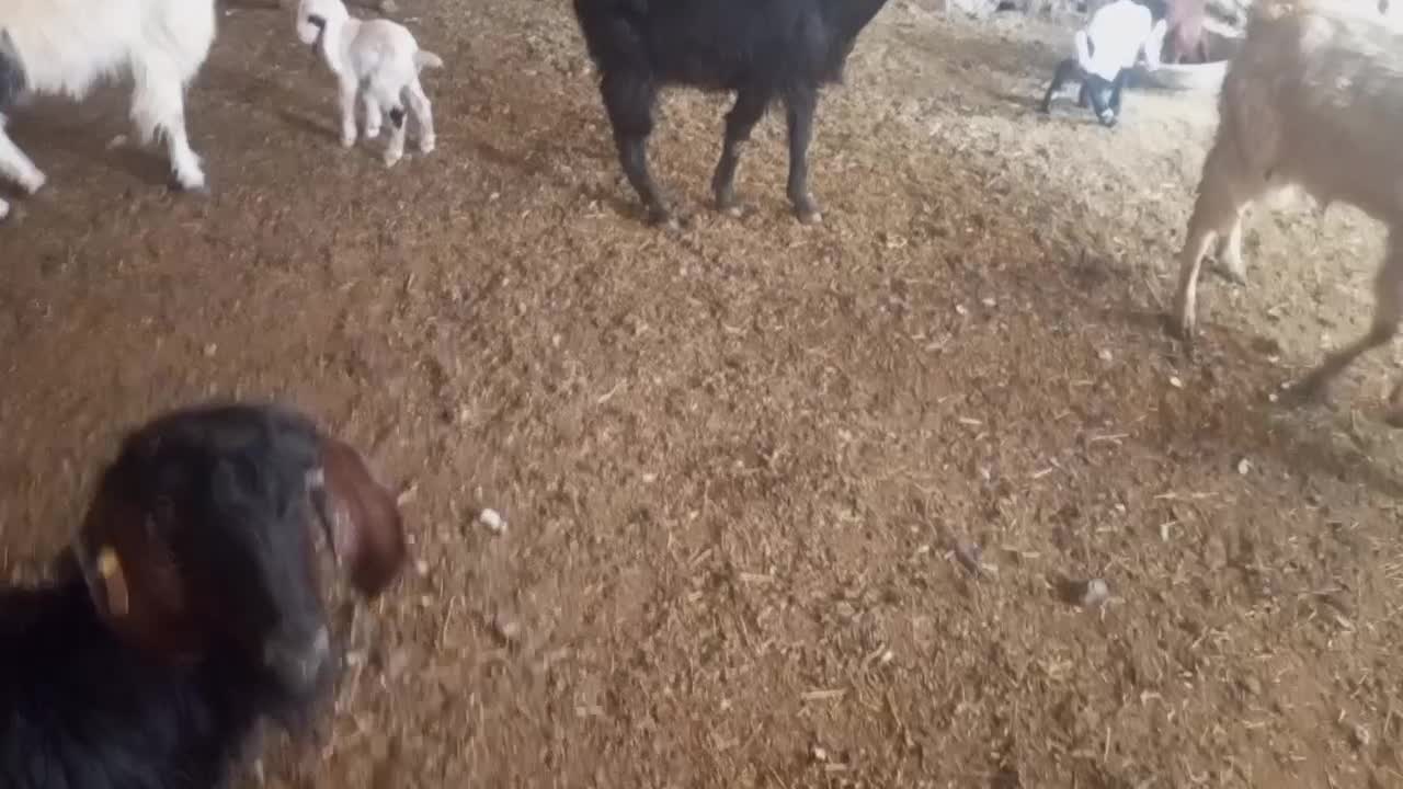 بززایده|حیوانات مزرعه|نیشابور, شهرک رضوی|دیوار