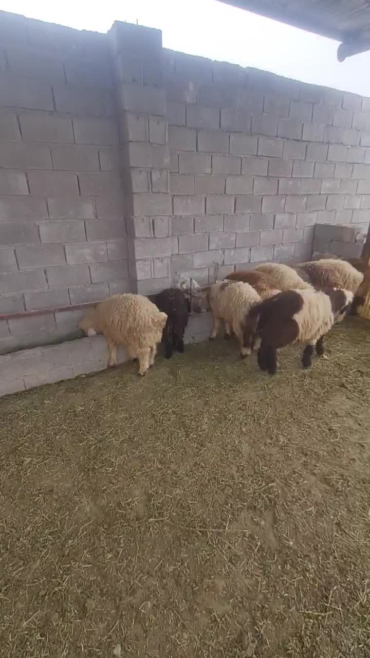 بره نر ماده|حیوانات مزرعه|بندر گناوه, |دیوار