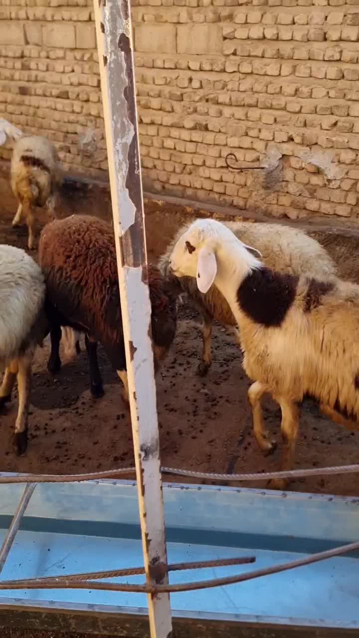 بره قوچ|حیوانات مزرعه|سیلاخور, |دیوار