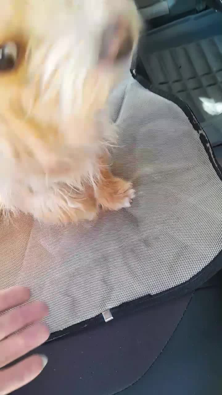 نژاد دار ماده حرف گوش کن و خونگی|سگ|آشخانه, |دیوار