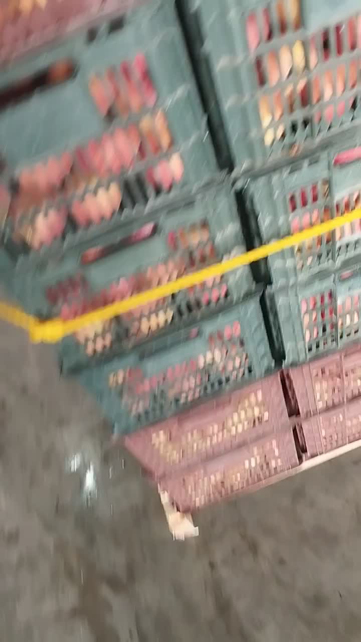 سیب درجه2قرمز و سفید|خوردنی و آشامیدنی|اشنویه, |دیوار