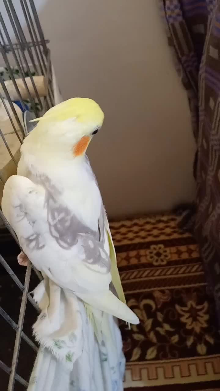 عروس هلندی|پرنده|اسلام‌شهر, شهرک محمدیه|دیوار