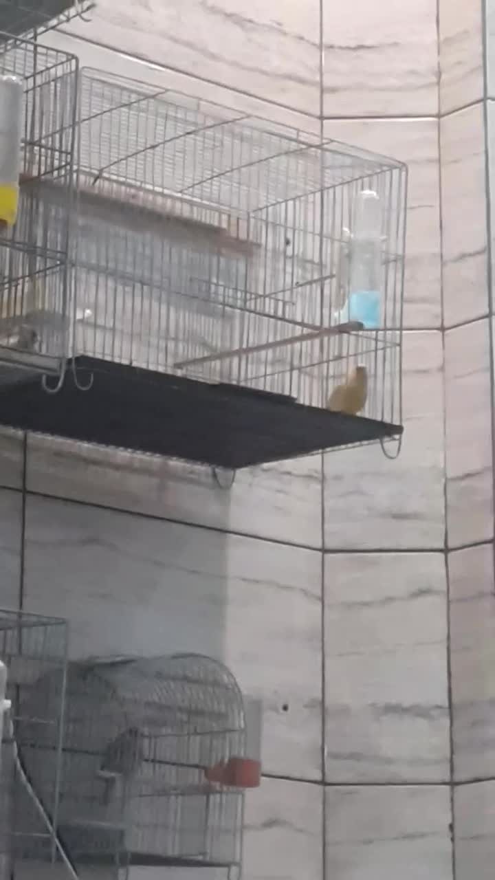 قناری نر مست|پرنده|شهریار, شهرک مصطفی خمینی|دیوار