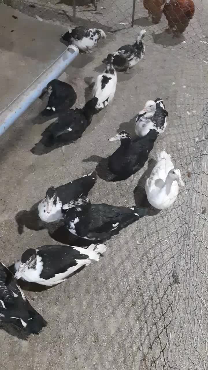 اردک اسرائیلی|حیوانات مزرعه|آبسرد, |دیوار