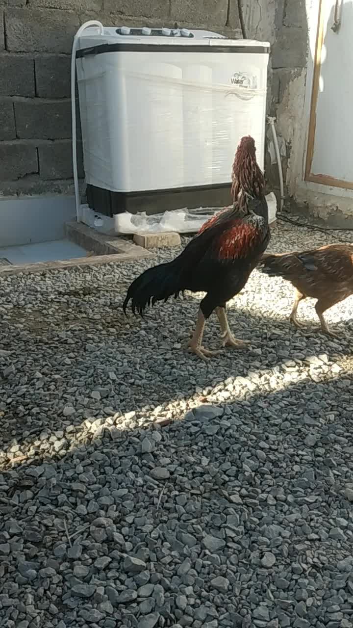 خروس لاری|حیوانات مزرعه|سراوان, |دیوار