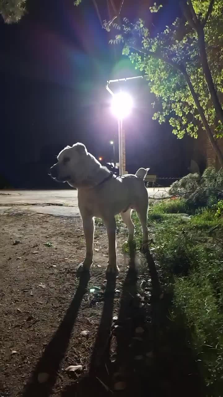 سگ آلابای روسی|سگ|چهاردانگه (تهران), |دیوار