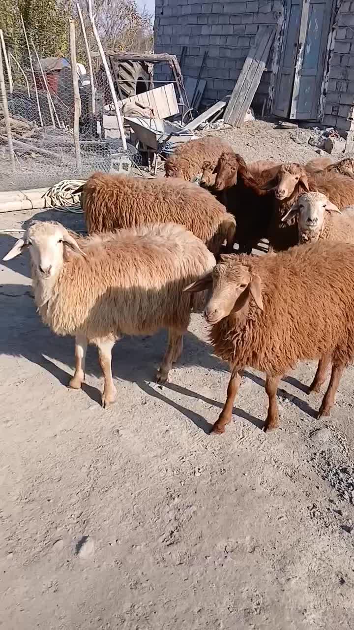 گوسفند|حیوانات مزرعه|مشگین شهر, |دیوار