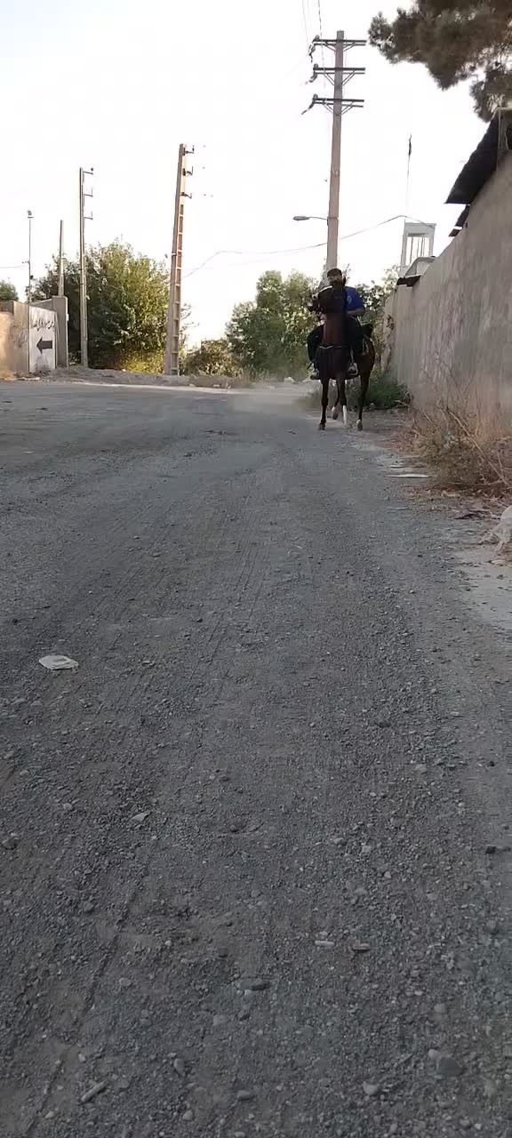 دره شور زیر قیمت بی نظیر شجره دار به شرط کارشناسی|اسب و تجهیزات اسب‌سواری|باقرشهر, |دیوار