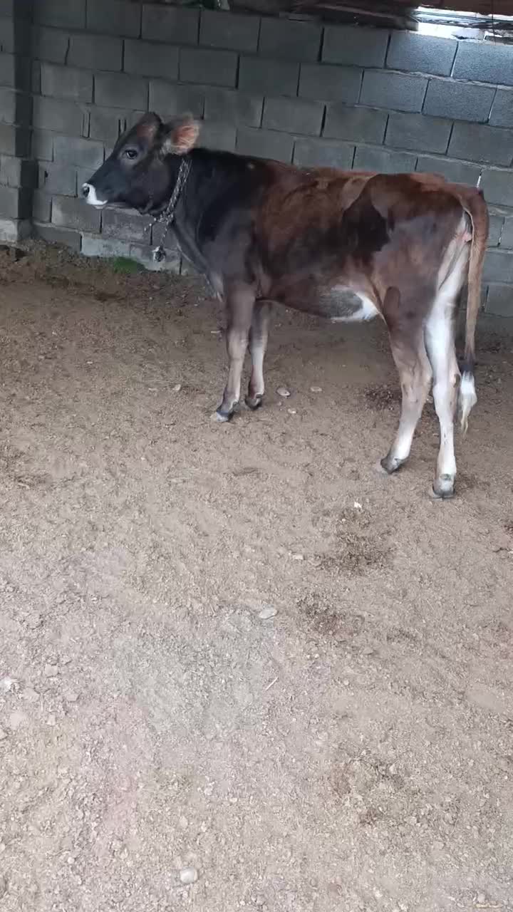 یک عدد پرو|حیوانات مزرعه|قلعه قاضی, |دیوار