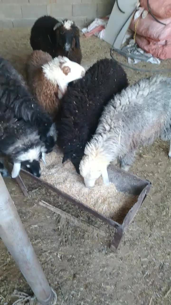 رامشیر|حیوانات مزرعه|رامشیر, |دیوار