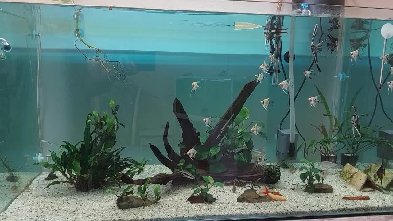 آکواریوم حرفه ای ریملس پلنت|ماهی|مشهد, امیریه|دیوار