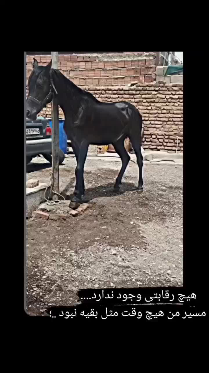 اسب|اسب و تجهیزات اسب‌سواری|بم, |دیوار