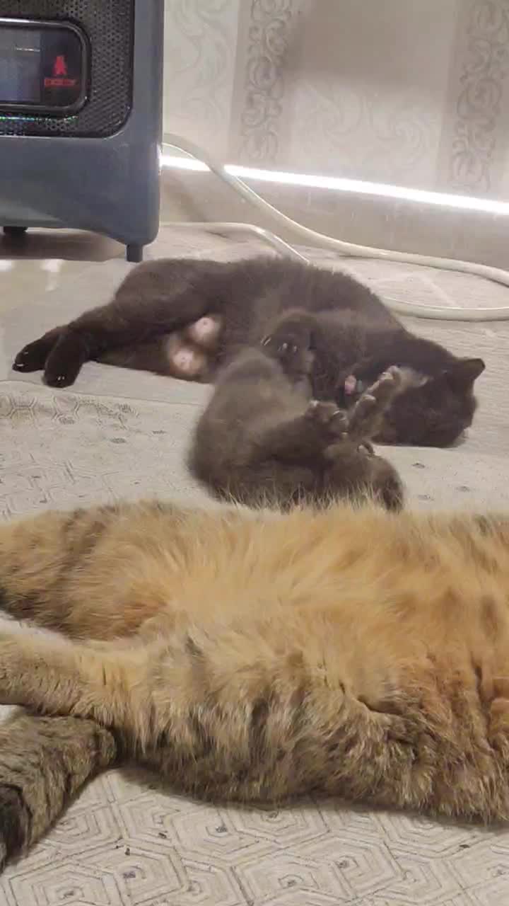 گربه چاکلت|گربه|تهران, تهران‌نو|دیوار