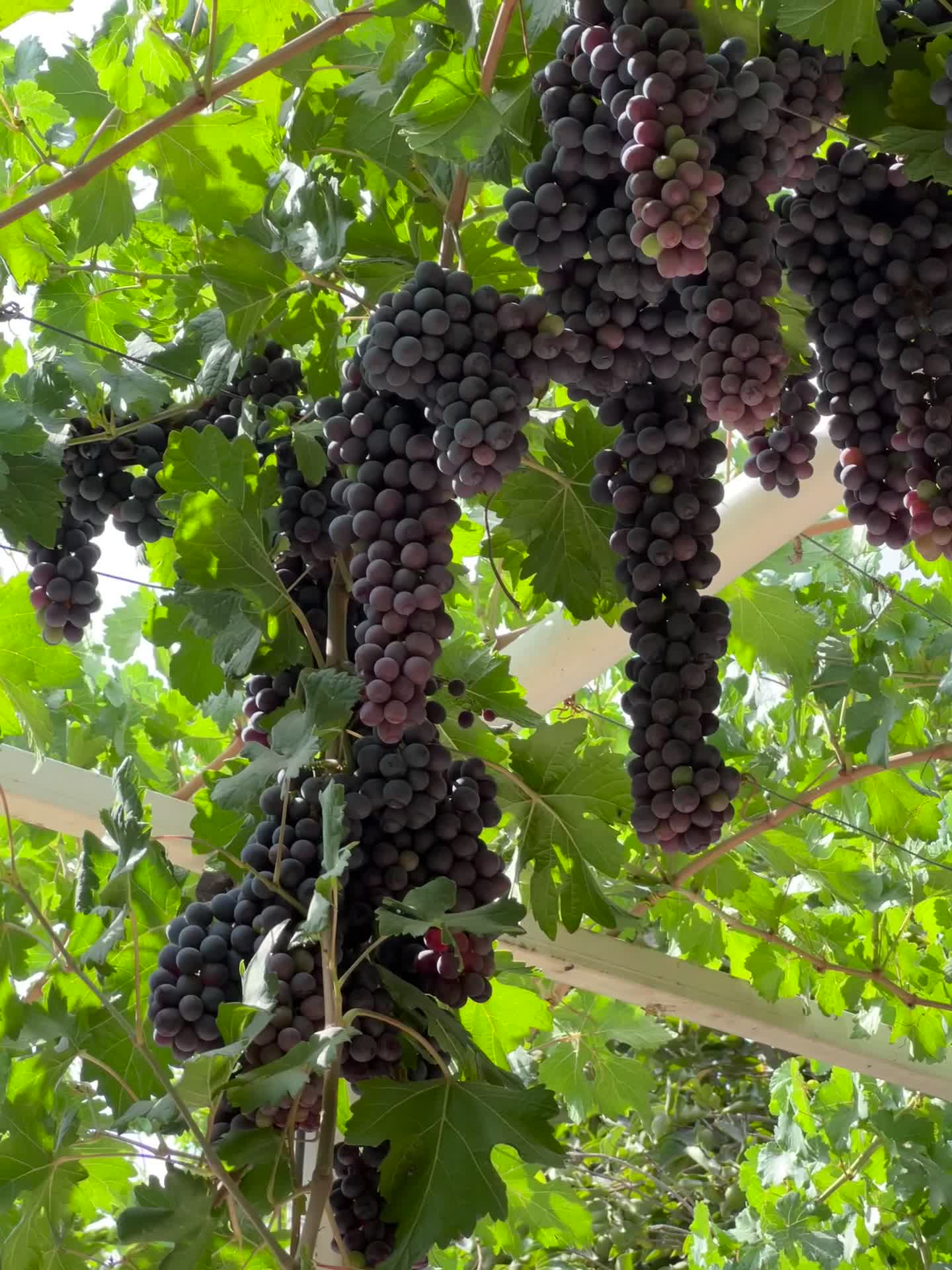 انگور سیاه شانی ممتاز اورگانیک|خوردنی و آشامیدنی|اصفهان, بوستان کوهستانی صفه|دیوار