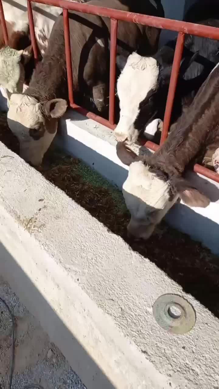 دام‌خانی بندر ترکمن شعبه دیگری ندارد|حیوانات مزرعه|فسا, |دیوار