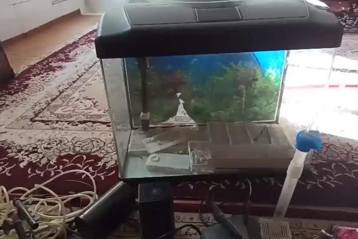 اکواریوم|ماهی|اصفهان, شفق|دیوار