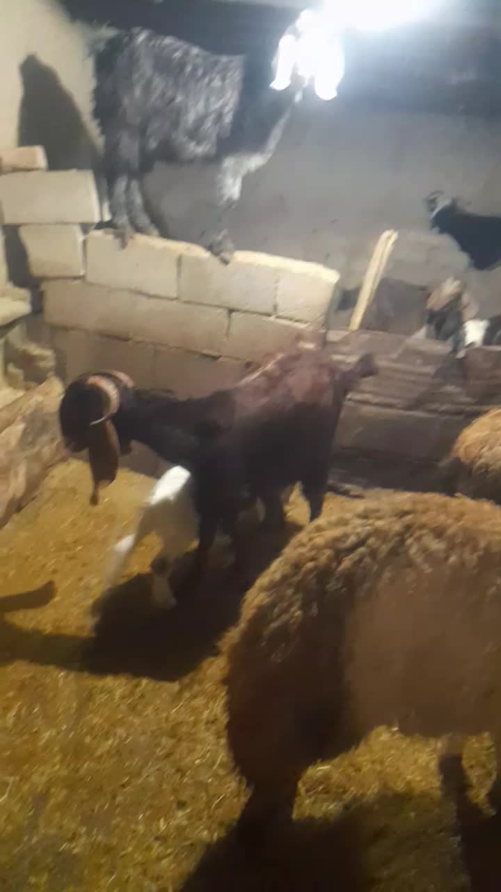 بز وبزغاله|حیوانات مزرعه|کرمانشاه, |دیوار