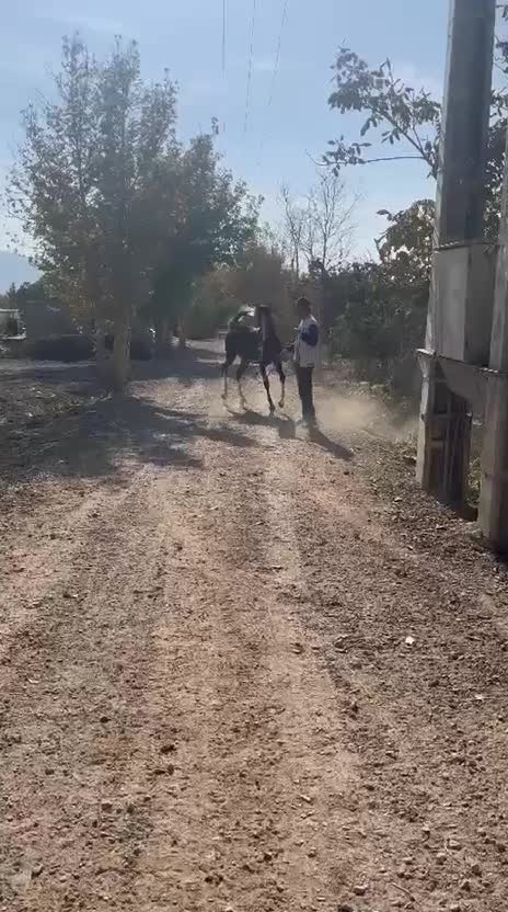 کره نریون سهیل حیدر|اسب و تجهیزات اسب‌سواری|فلاورجان, |دیوار