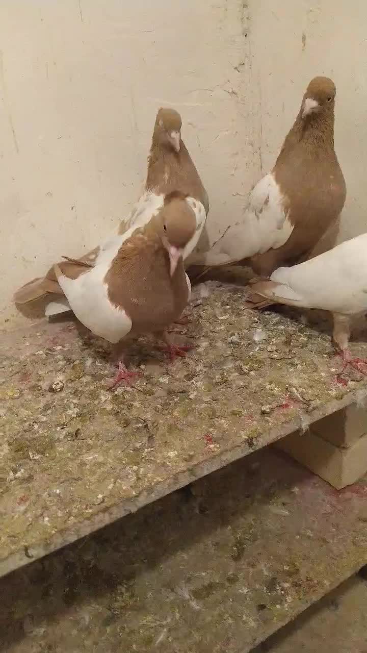 کفتر سینه زرد|پرنده|چناران, |دیوار