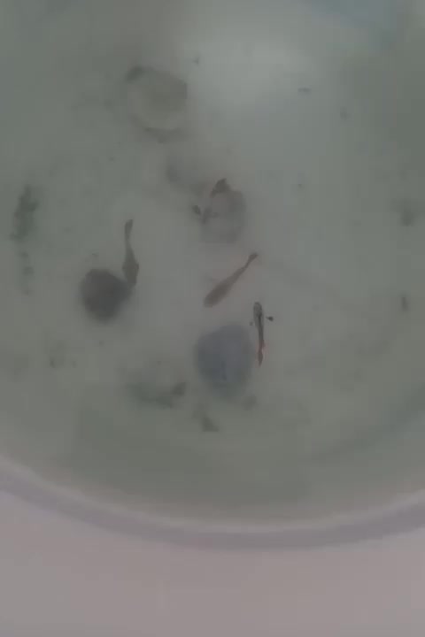 ماهی فایتر و گوپی|ماهی|بندرعباس, |دیوار