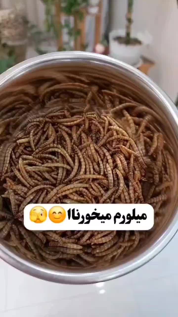 تولید و عرضه مستقیم کرم میلورم(اولین بار در منطقه)|خزنده|مراغه, |دیوار