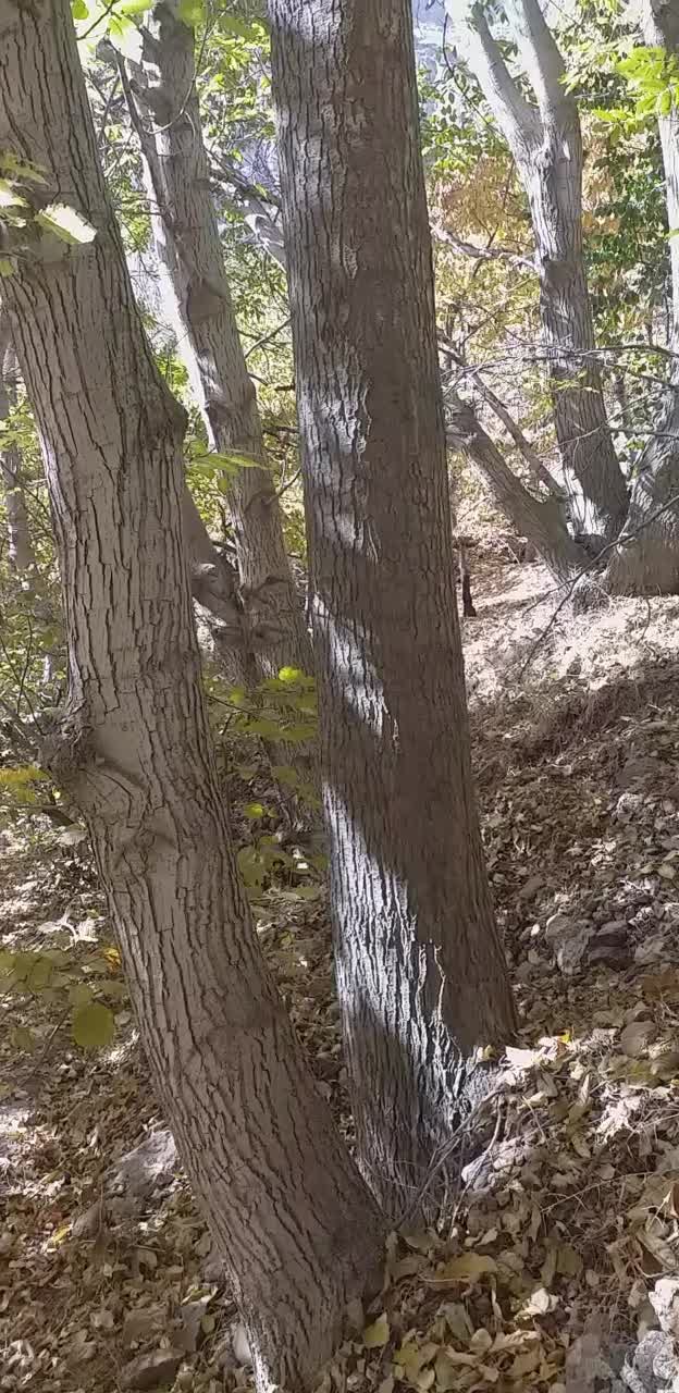 فروش چوب تبریزی|خدمات باغبانی و درختکاری|قزوین, |دیوار