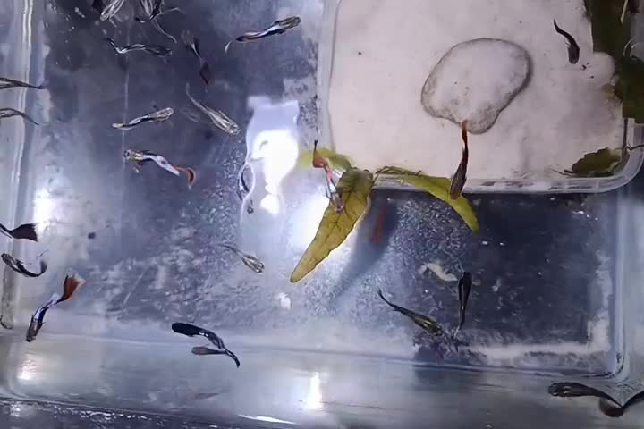 ماهی گوپی|ماهی|ارومیه, |دیوار