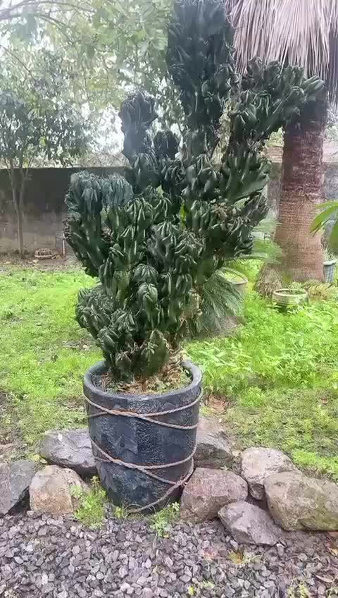 گل و گیاه زینتی|گل و گیاه طبیعی|دابودشت, |دیوار