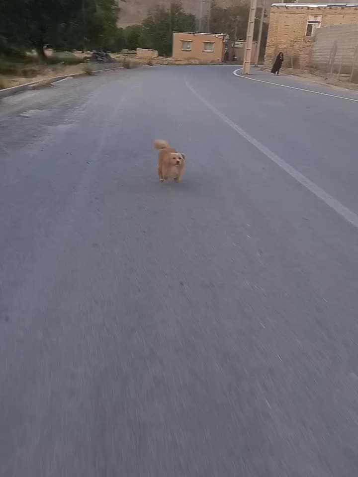 سگ پامر|سگ|اراک, |دیوار