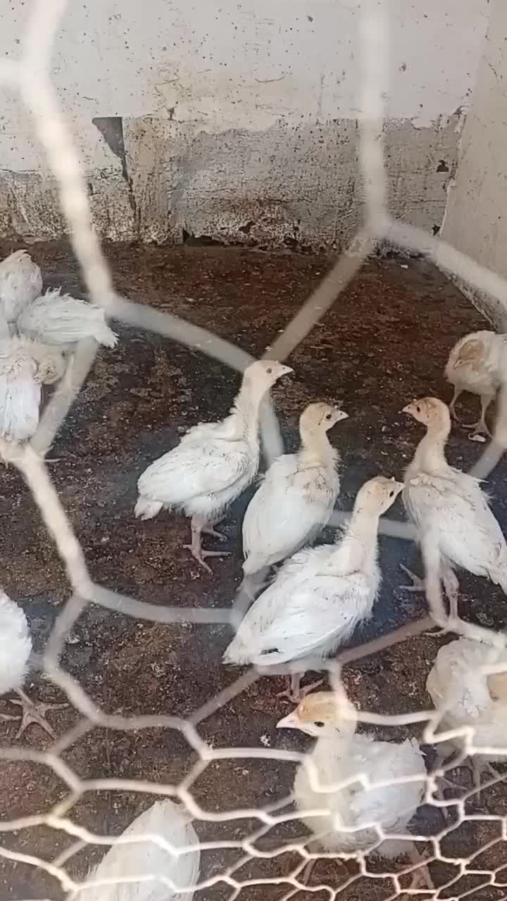 جوجه بقلمون بیوتی۶زرین جوجه در شهر فاضل آباد|حیوانات مزرعه|گرگان, |دیوار
