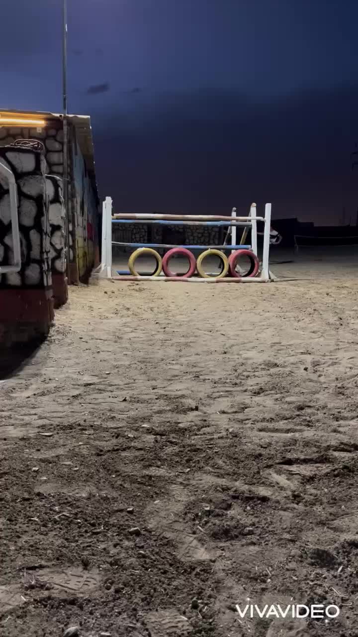 نریان ترکمن پرشی|اسب و تجهیزات اسبسواری|باقرشهر, |دیوار