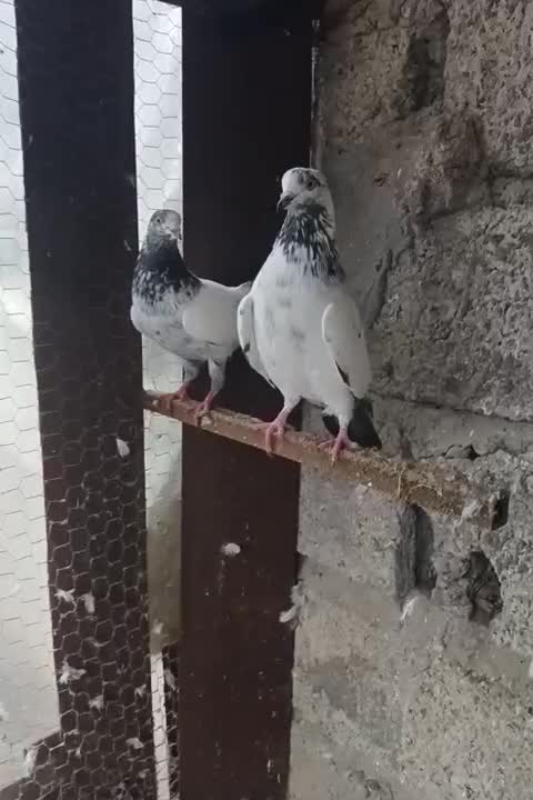 کبوتر نر و ماده|پرنده|لاهیجان, آهندان|دیوار